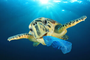 Turtle with plastic bag in his mouth